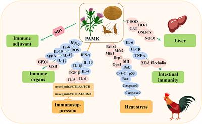 Research progress on the mechanisms underlying poultry immune regulation by plant polysaccharides